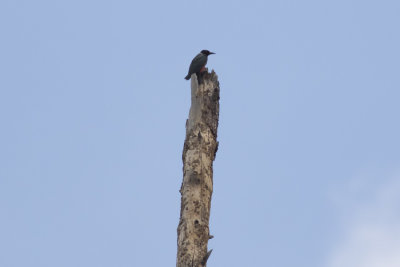 _M4A5639_Lewis's Woodpecker