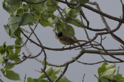 Orchard Oriole