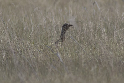 Sharp-tailed Grouse