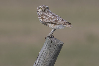 Burrowing Owl