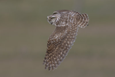 Burrowing Owl
