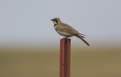 Horned Lark