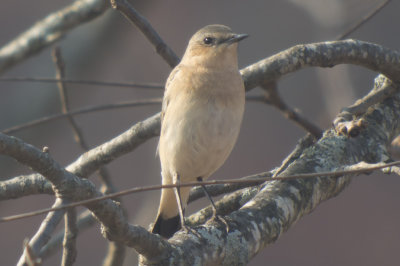 Northern Wheatear