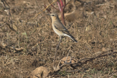 Northern Wheatear