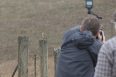 Northern Wheatear (with Ed Scheider photobomb)