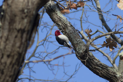 _M4A2057_Red-headed Woodpecker.jpg