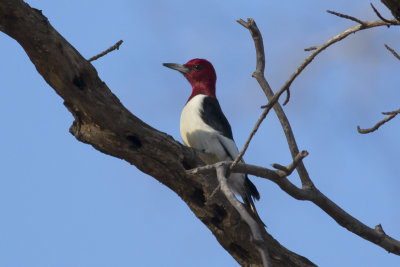 _M4A2070_Red-headed Woodpecker.jpg