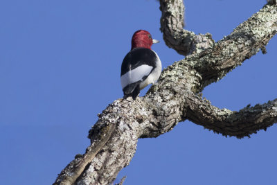 _M4A2077_Red-headed Woodpecker.jpg