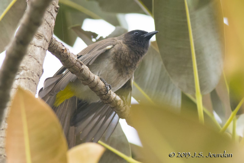 D71_5490CommonBulbul.jpg