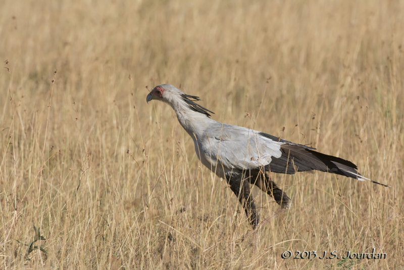 D71_7243SecretaryBird.jpg