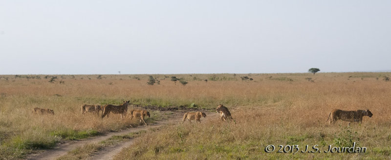 _AFR7054Lion.jpg