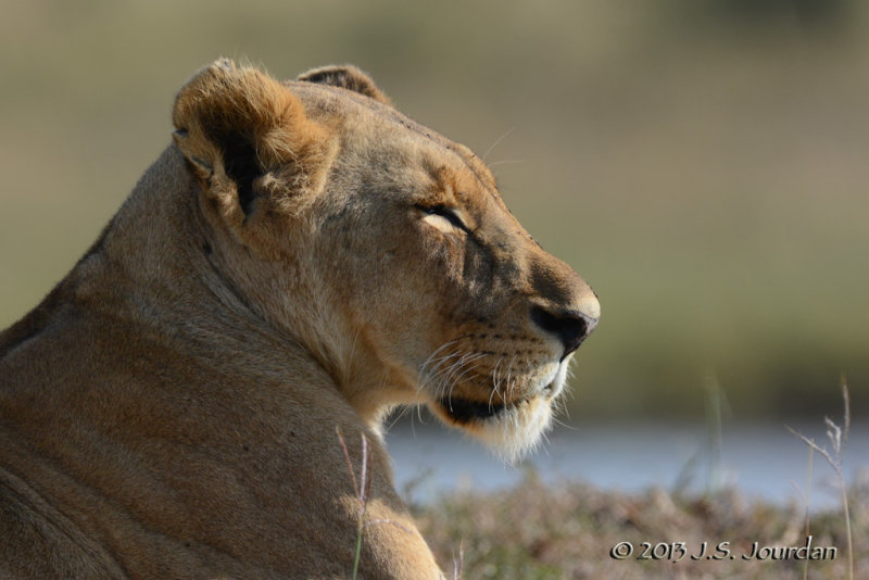 D71_0334Lion.jpg