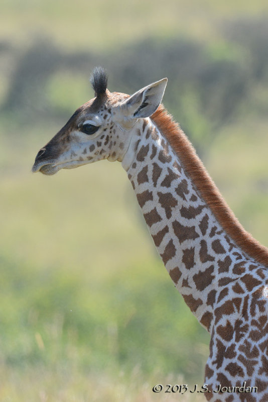 D71_0422Giraffe.jpg