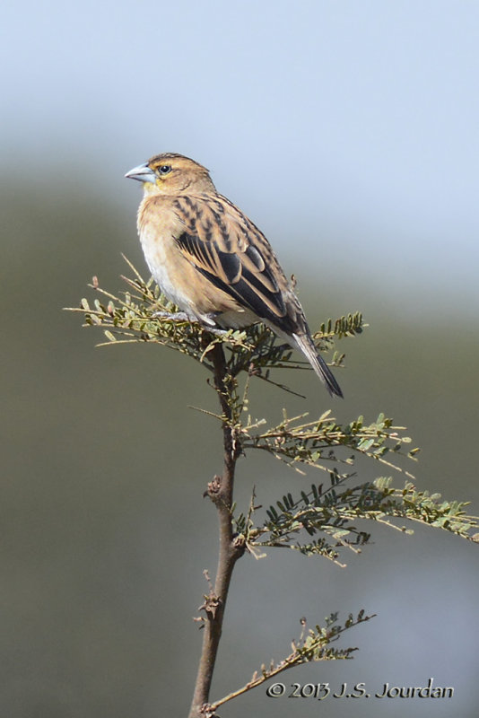 D71_0432Unknownfinch.jpg
