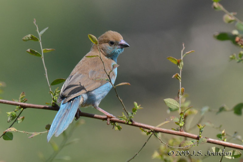 D71_0449RedcheekedCordonbleu.jpg