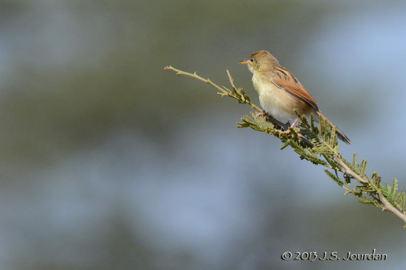 D71_0456WindingCisticola.jpg