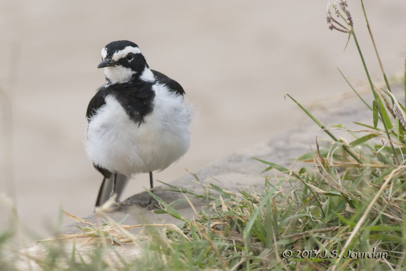 D71_0713AfricanPiedWagtail.jpg
