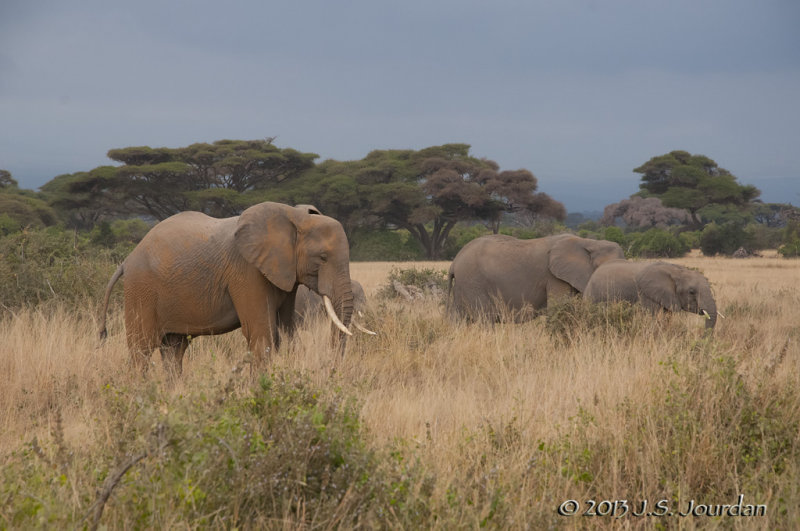 _AFR7256Elephant.jpg