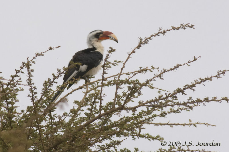 D71_0739VonderDeckensHornbill.jpg