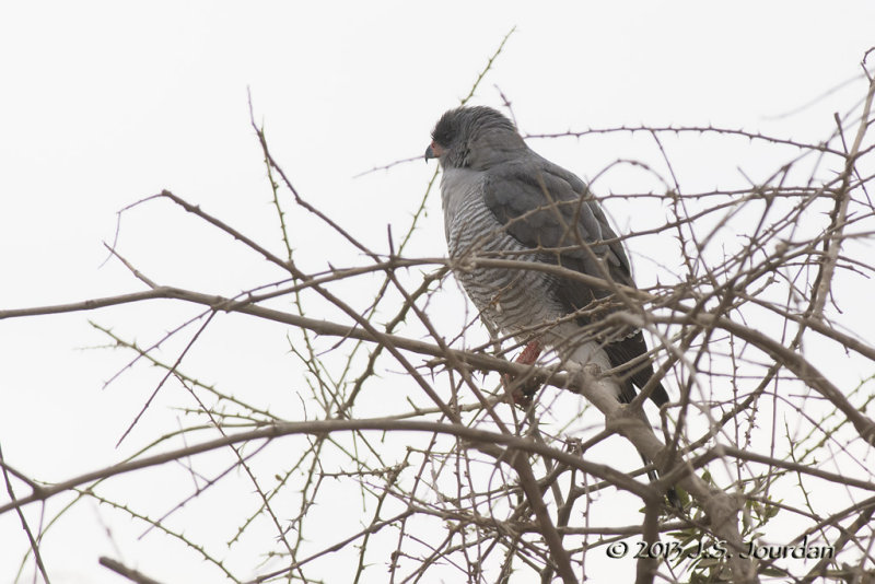 D71_0754DarkChantingGoshawk.jpg