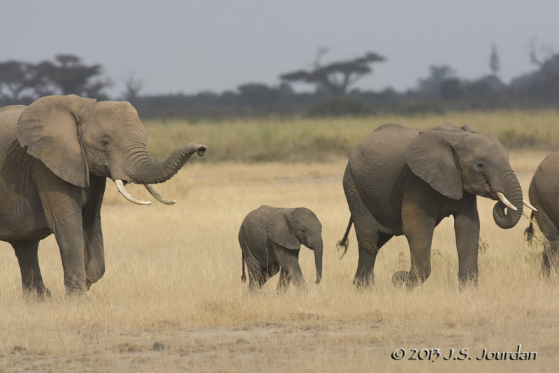 D71_0816Elephant.jpg