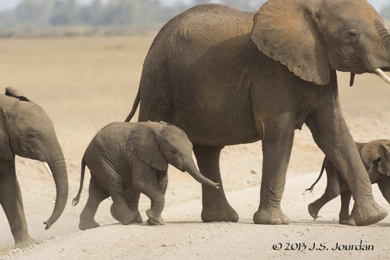 D71_0831Elephant.jpg