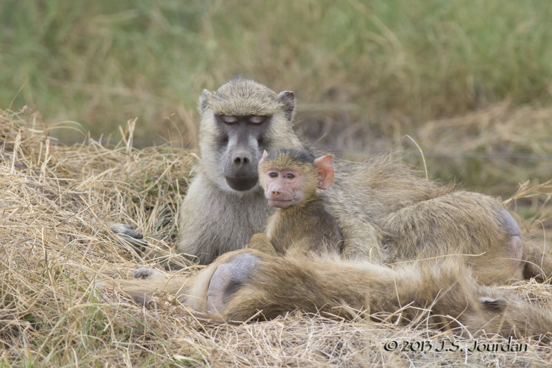 D71_0929OliveBaboon.jpg