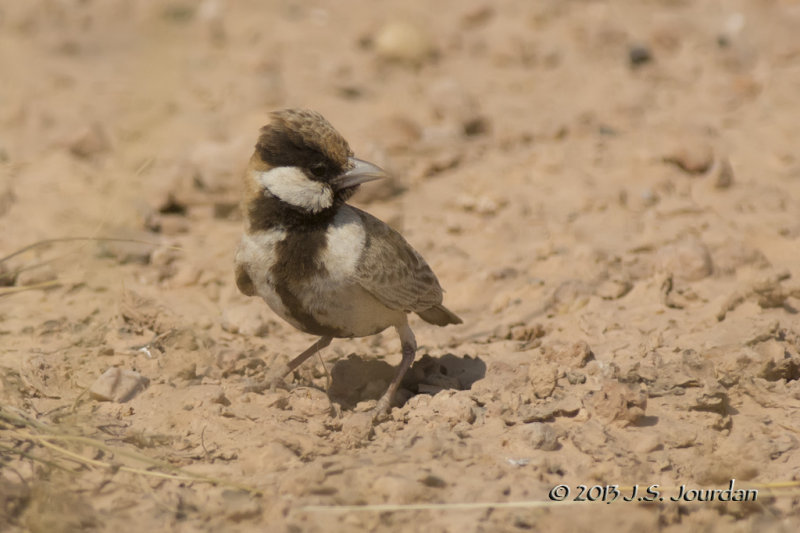 D71_0963FishersSparrowLark.jpg
