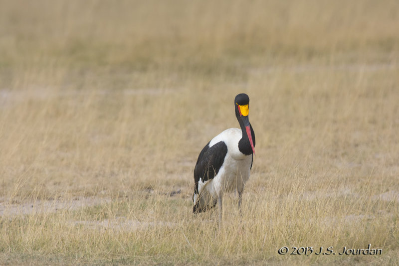 D71_1012SaddlebilledStork.jpg