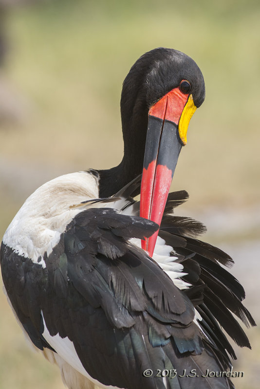 D71_1041SaddlebilledStork.jpg