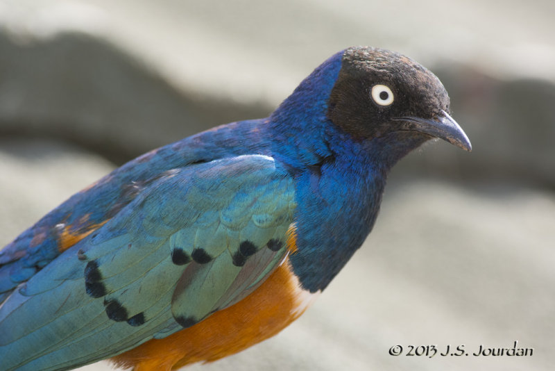 D71_1193SuperbStarling.jpg