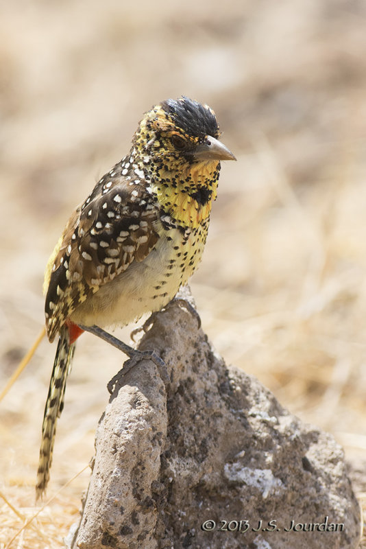 D71_1199DArnaudsBarbet.jpg