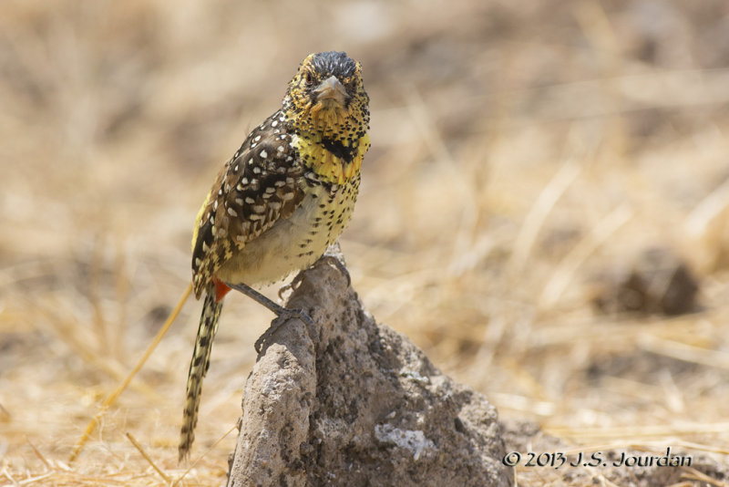 D71_1200DArnaudsBarbet.jpg
