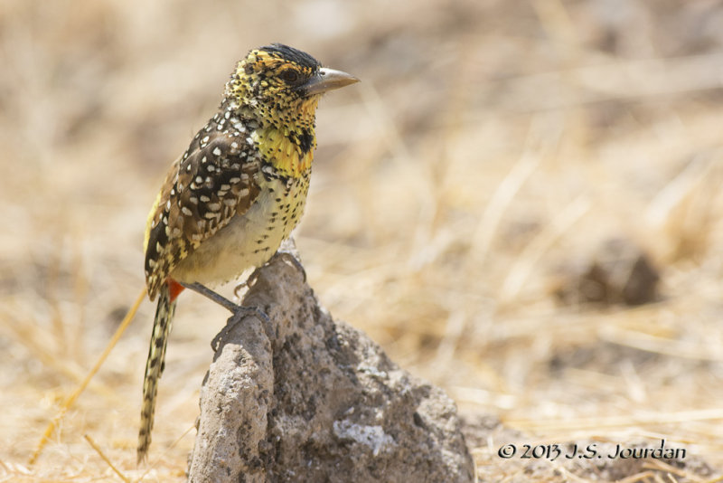 D71_1206DArnaudsBarbet.jpg