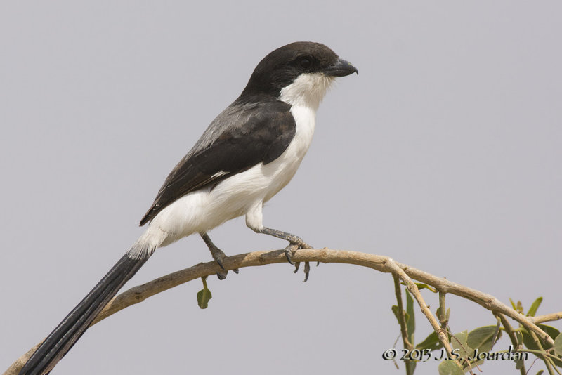 D71_1223LongtailedFiscal.jpg