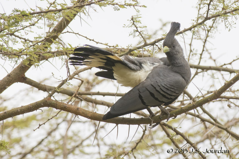 D71_1272WhitebelliedGoAwayBird.jpg