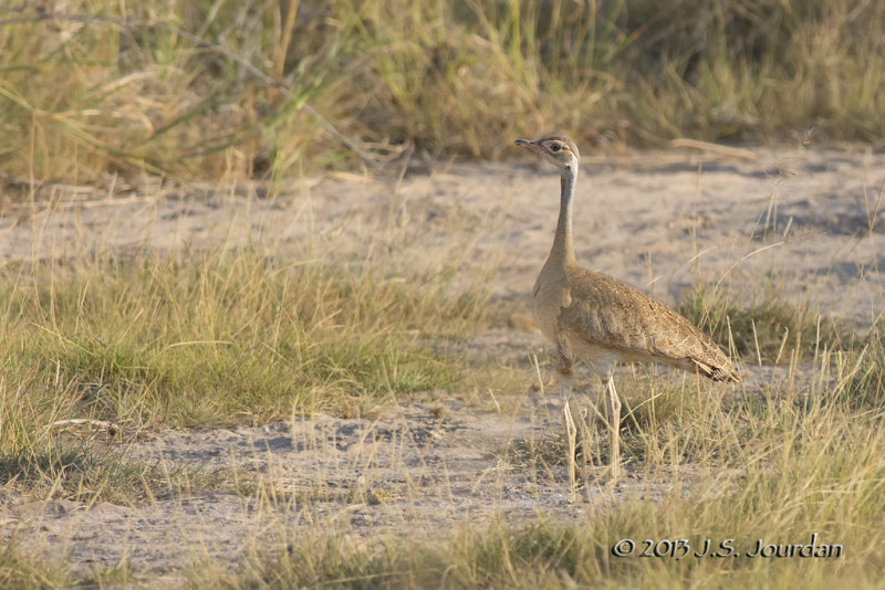 D71_1369WhitebelliedBustard.jpg