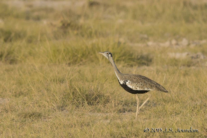 D71_1392BlackbelliedBustard.jpg