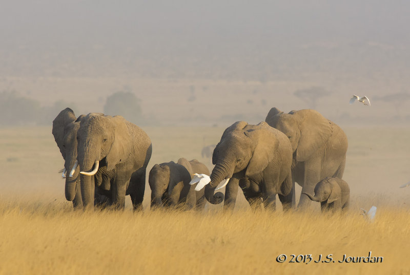 D71_1422Elephant.jpg