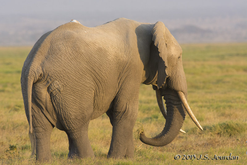 D71_1454Elephant.jpg