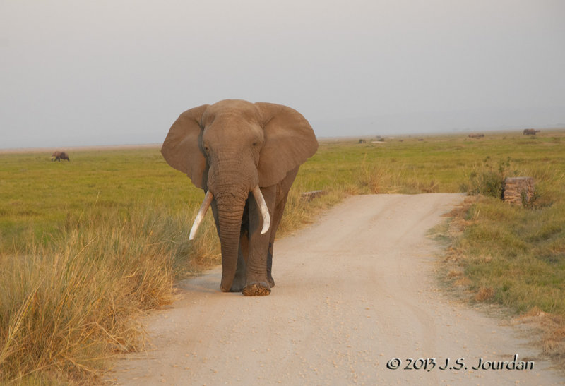 _AFR7526Elephant.jpg