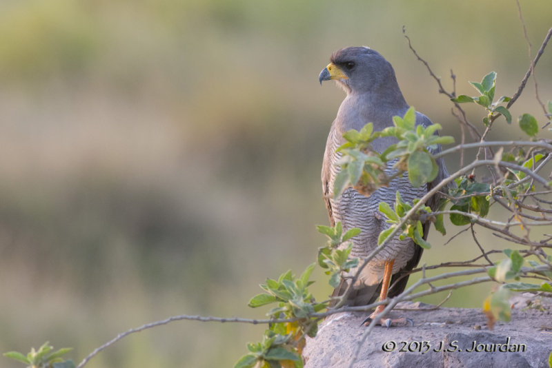 D71_1473EasternChantingGoshawk.jpg