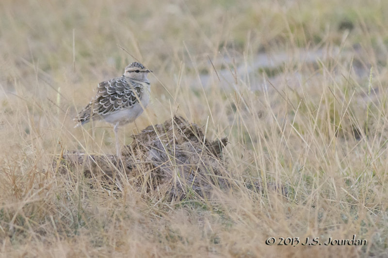 D71_1517TwobandedCourser.jpg