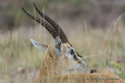 D71_5723ThompsonsGazelle.jpg