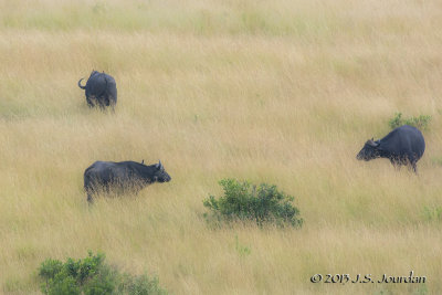 D71_5735CapeBuffalo.jpg