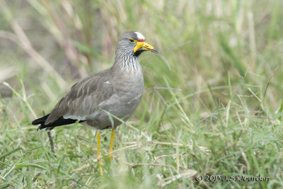 D71_5752WattledPlover.jpg