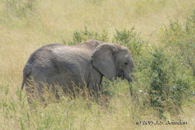 D71_5797Elephant.jpg