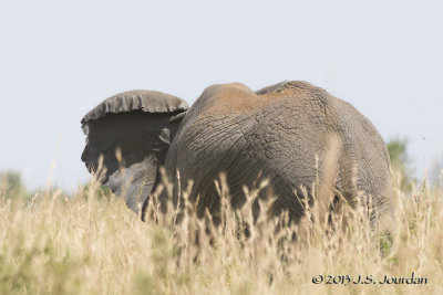D71_5808Elephant.jpg