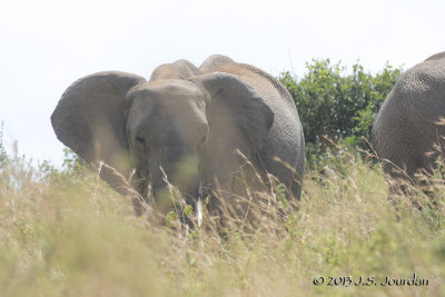 D71_5818Elephant.jpg