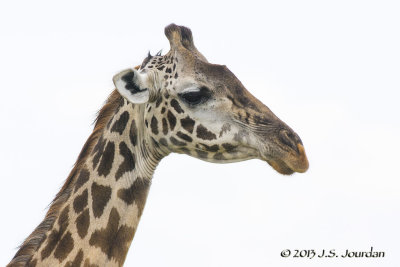 D71_5863MasaiGiraffe.jpg